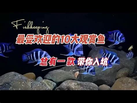 易養淡水魚|十大易養觀賞魚排行榜